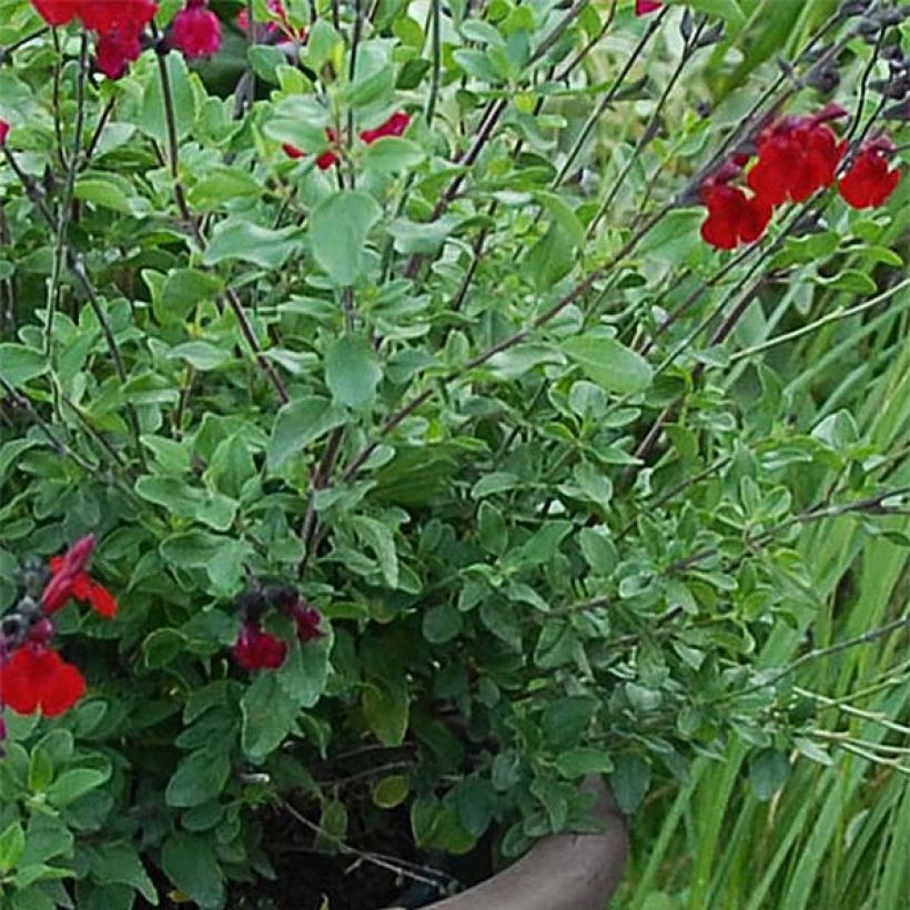 Salvia jamensis Reve Rouge - Struiksalie (Blad)