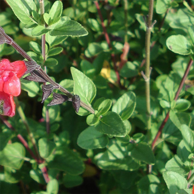 Salvia microphylla Royal Bumble - Struiksalie (Blad)