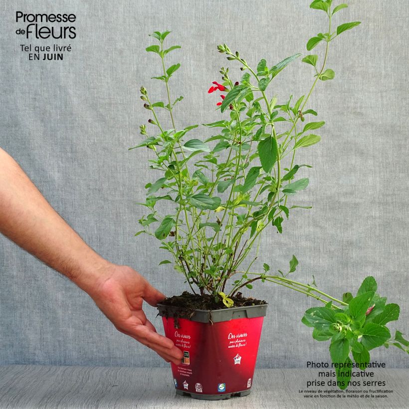 Exemplaar van Salvia microphylla Royal Bumble - Struiksalie Pot van 2 l/3 l zoals geleverd in de zomer