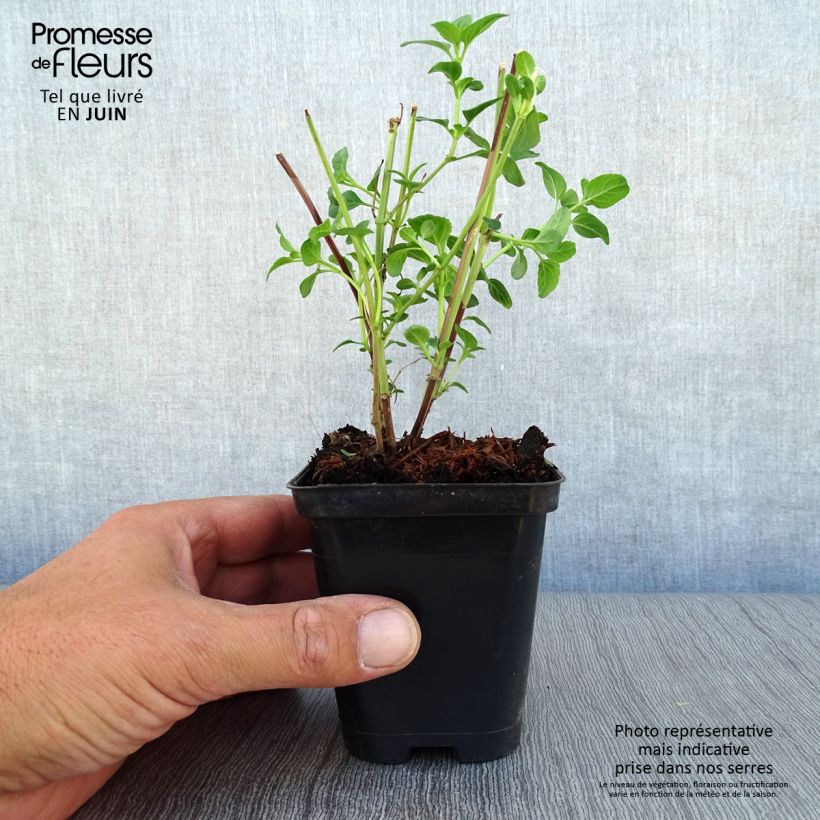 Exemplaar van Salvia microphylla Royal Bumble - Struiksalie Kweekpotje van 8/9 cm zoals geleverd in de zomer