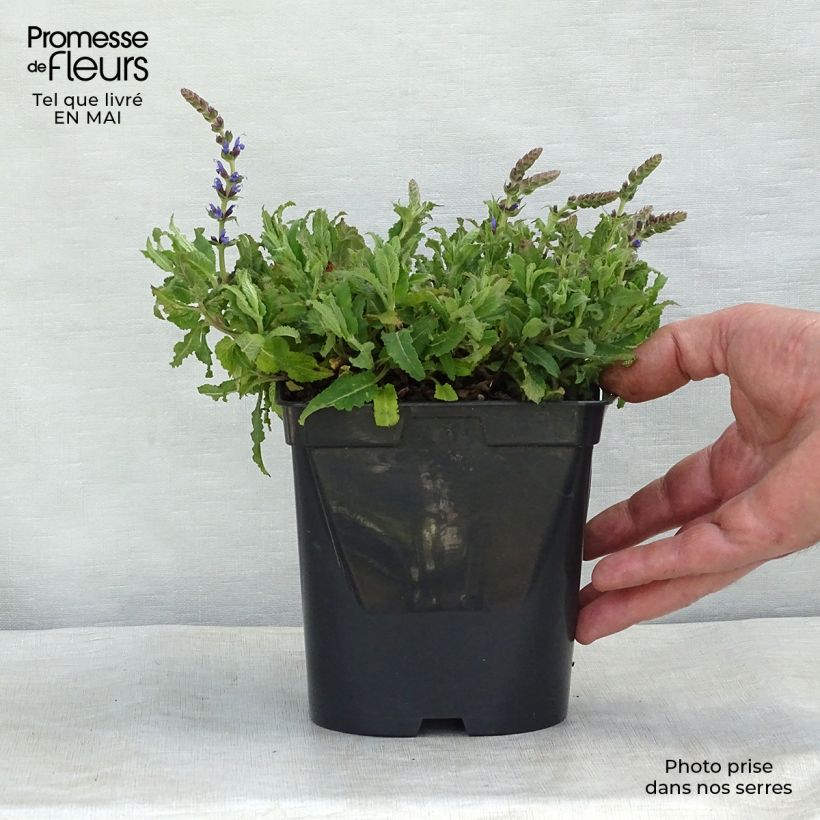 Exemplaar van Salvia nemorosa Blauhügel - Bossalie Kweekpotje van 8/9 cm zoals geleverd in de lente