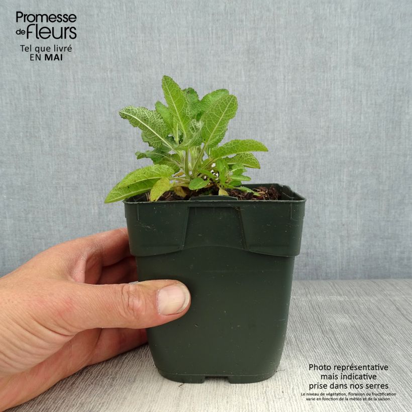 Exemplaar van Salvia nemorosa Blue Marvel - Bossalie Kweekpotje van 8/9 cm zoals geleverd in de lente