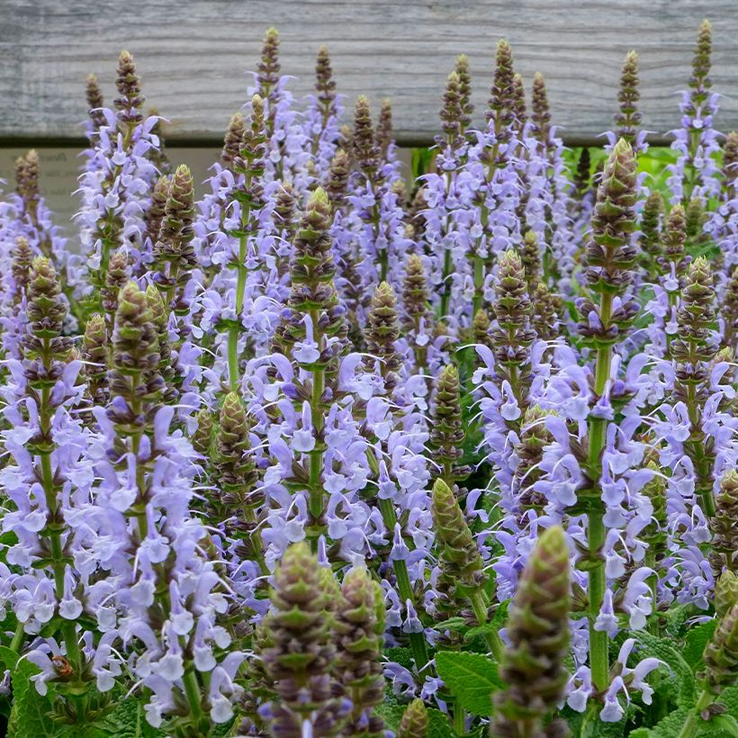 Salvia nemorosa Bumblesky - Bossalie (Bloei)