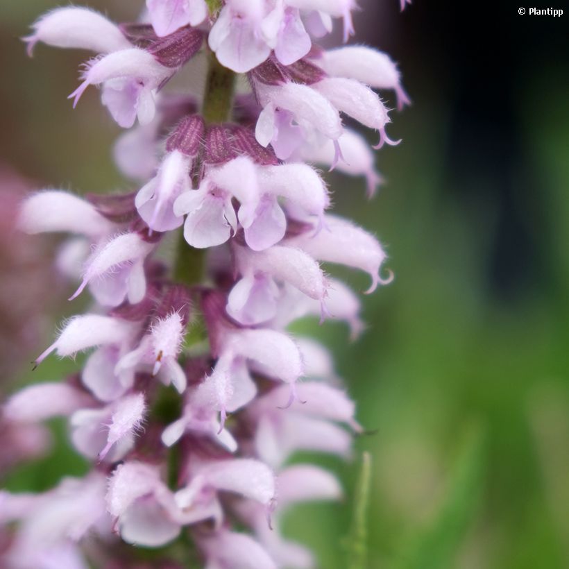 Salvia nemorosa Feathers Flamingo Bocoffla - Bossalie (Bloei)