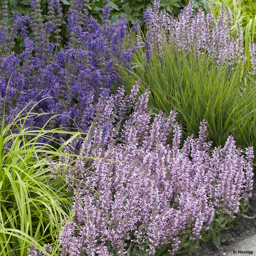 Salvia nemorosa Feathers Flamingo Bocoffla - Bossalie (Groeiplaats)