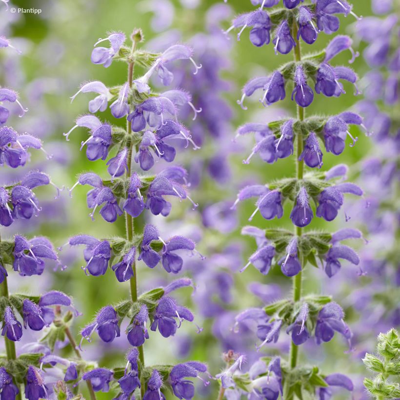 Salvia nemorosa Bocofpea Feathers Peacock - Bossalie (Bloei)