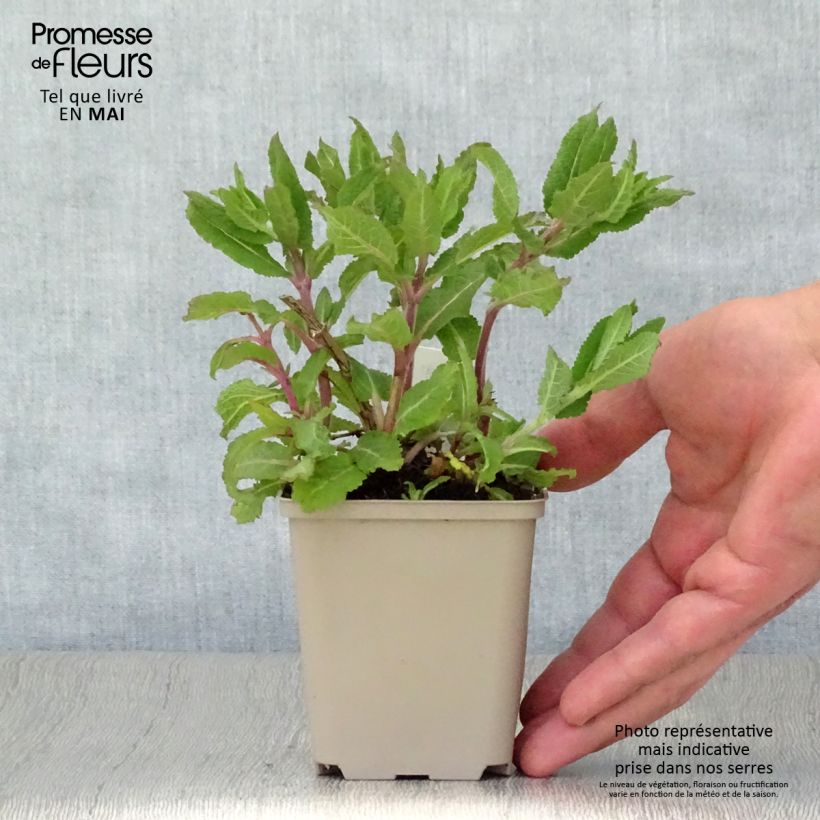 Exemplaar van Salvia nemorosa Lubecca - Bossalie Kweekpotje van 8/9 cm zoals geleverd in de lente