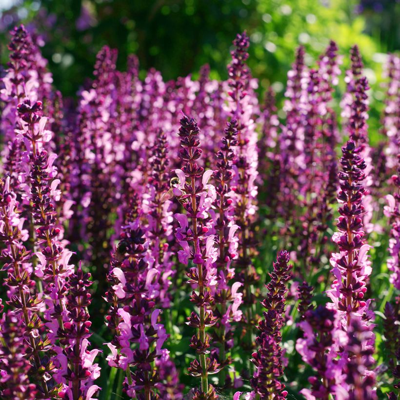 Salvia nemorosa Lyrical Rose - Bossalie (Bloei)