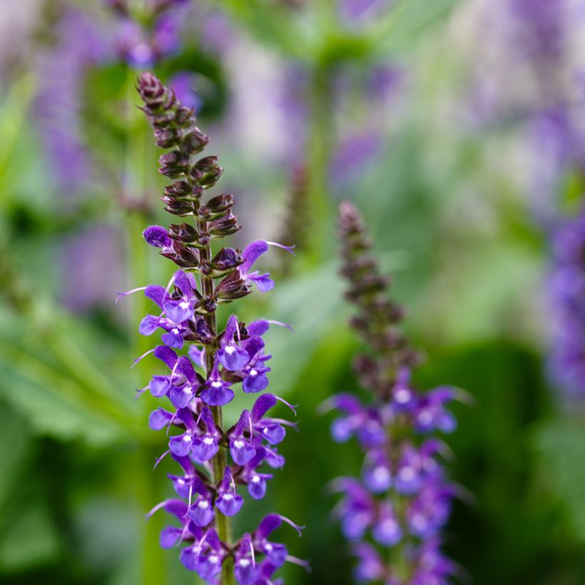 Salvia nemorosa Mainacht - Bossalie (Bloei)