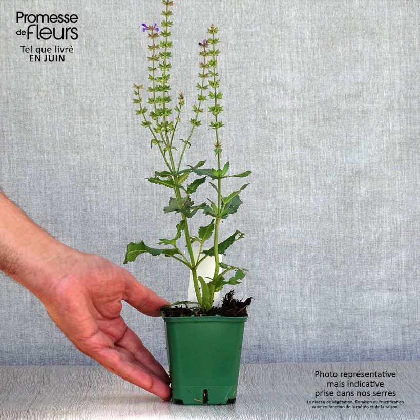 Exemplaar van Salvia nemorosa Mainacht - Bossalie Kweekpotje van 8/9 cm zoals geleverd in de zomer