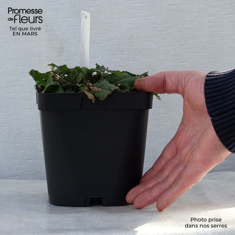 Exemplaar van Salvia nemorosa Mainacht - Bossalie Pot van 2 l/3 l zoals geleverd in de lente