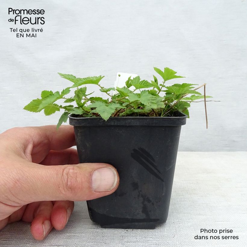 Exemplaar van Salvia nemorosa Mainacht - Bossalie Kweekpotje van 8/9 cm zoals geleverd in de lente