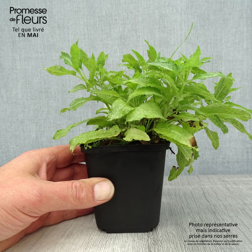 Exemplaar van Salvia nemorosa Marcus Haeumanarc - Bossalie Kweekpotje van 8/9 cm zoals geleverd in de lente