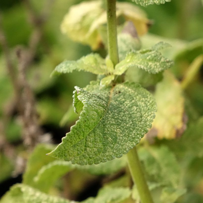 Salvia nemorosa Marcus Haeumanarc - Bossalie (Blad)