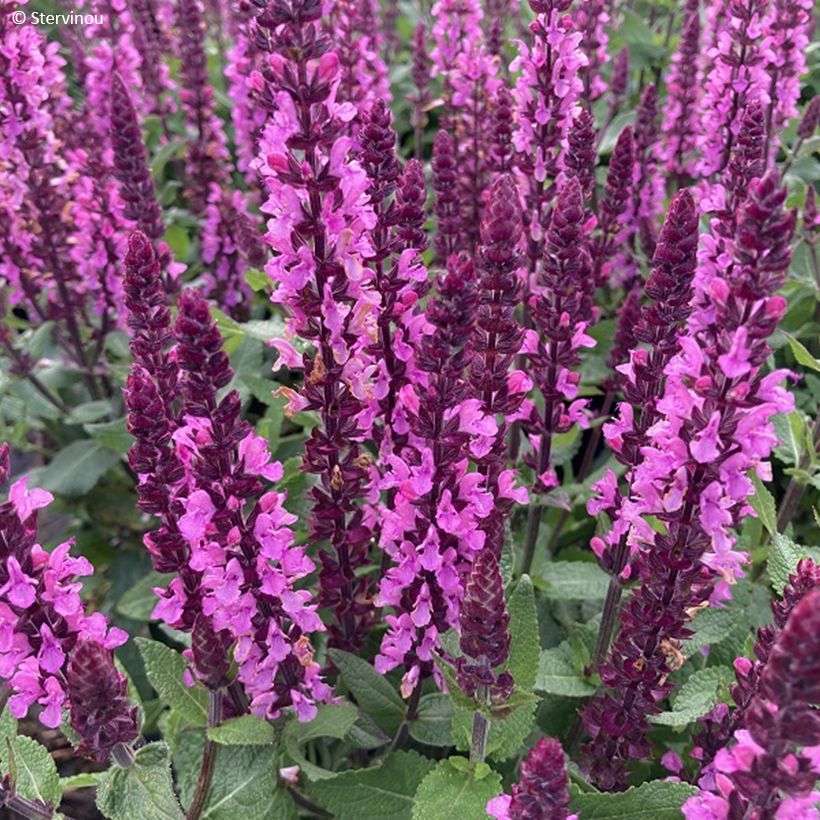 Salvia nemorosa Midnight Rose - Bossalie (Bloei)