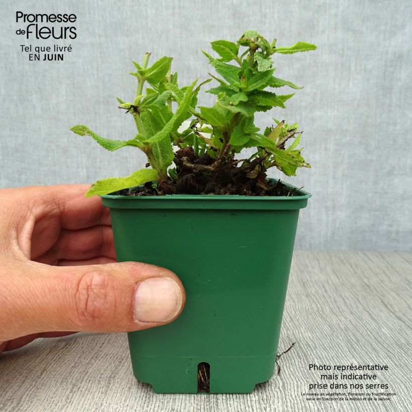 Exemplaar van Salvia nemorosa Ostfriesland - Bossalie Kweekpotje van 8/9 cm zoals geleverd in de zomer