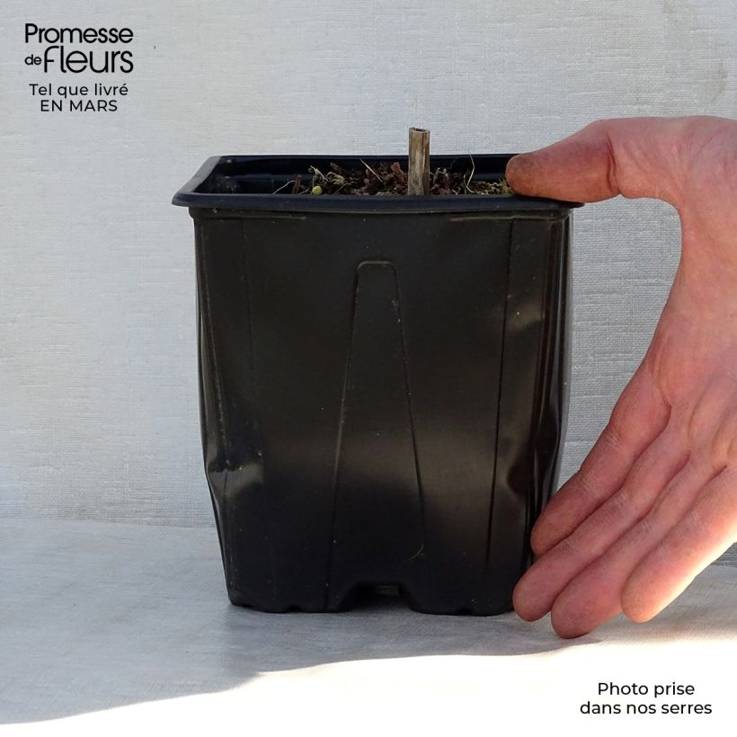 Exemplaar van Salvia nemorosa Ostfriesland - Bossalie Pot van 2 l/3 l zoals geleverd in de lente