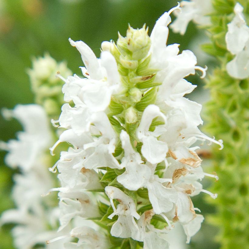 Salvia nemorosa Salute White - Bossalie (Bloei)