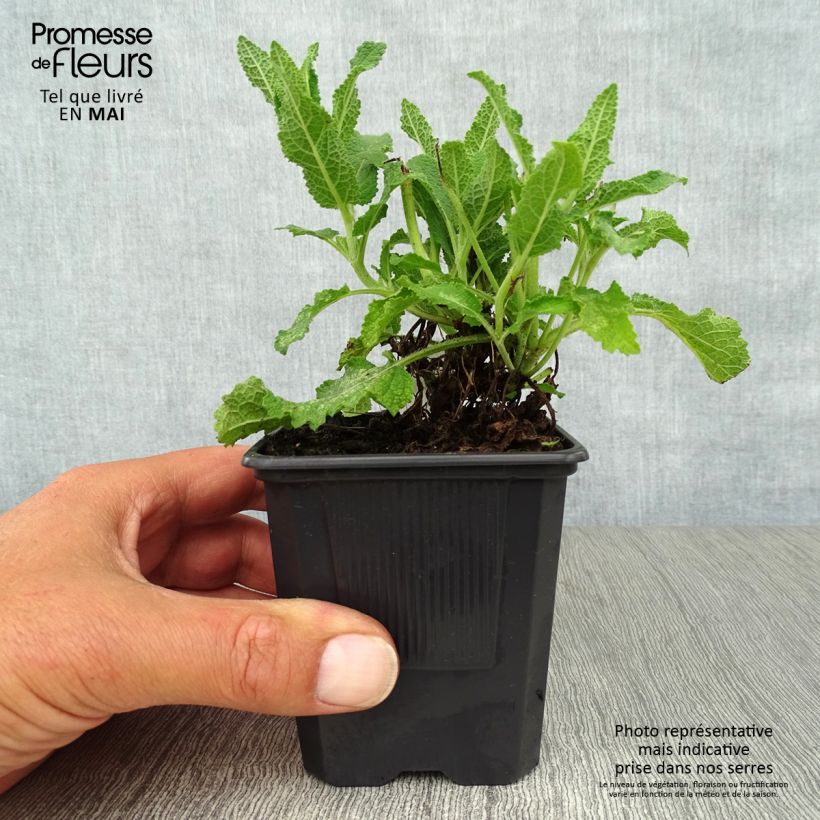 Exemplaar van Salvia nemorosa Schneehügel - Bossalie Kweekpotje van 8/9 cm zoals geleverd in de lente