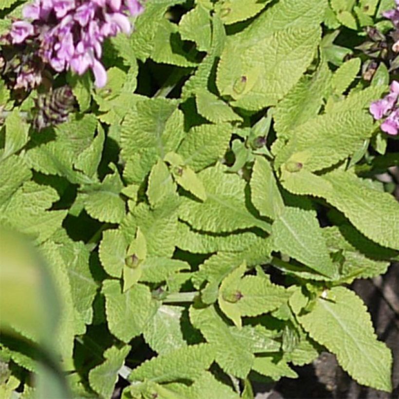 Salvia nemorosa Sensation - Bossalie (Blad)