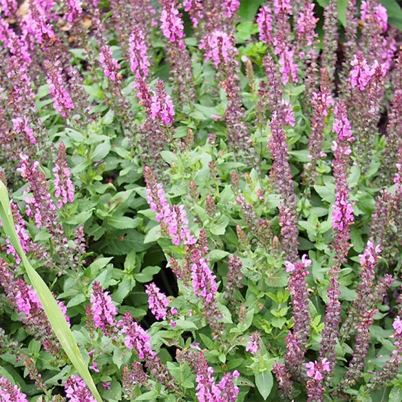Salvia nemorosa Sensation - Bossalie (Bloei)