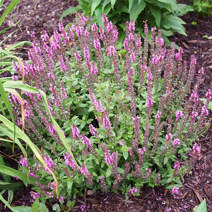 Salvia nemorosa Sensation - Bossalie (Groeiplaats)