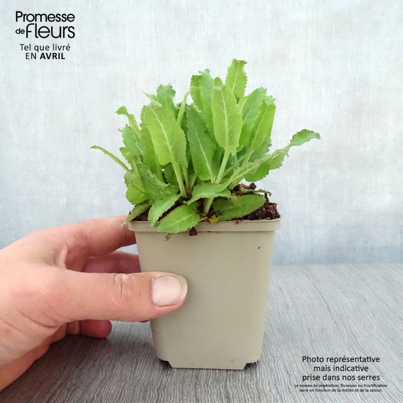 Exemplaar van Salvia nemorosa Sensation - Bossalie Kweekpotje van 8/9 cm zoals geleverd in de lente