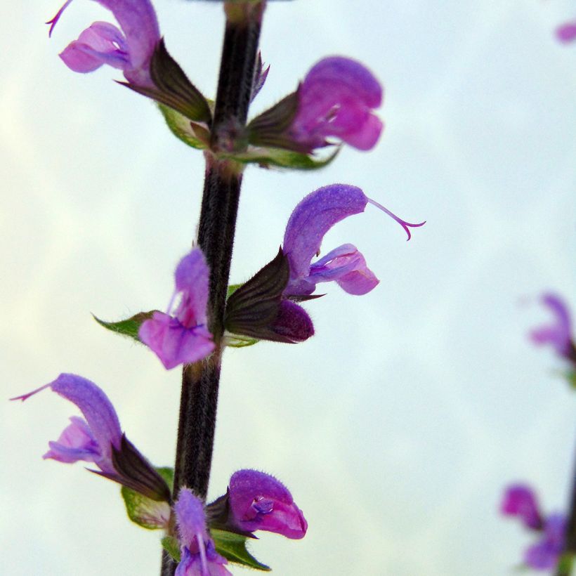 Salvia nemorosa Serenade - Bossalie (Bloei)