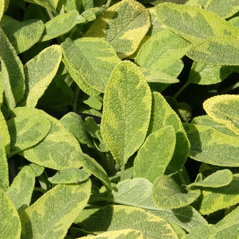 Echte salie Aurea (Blad)