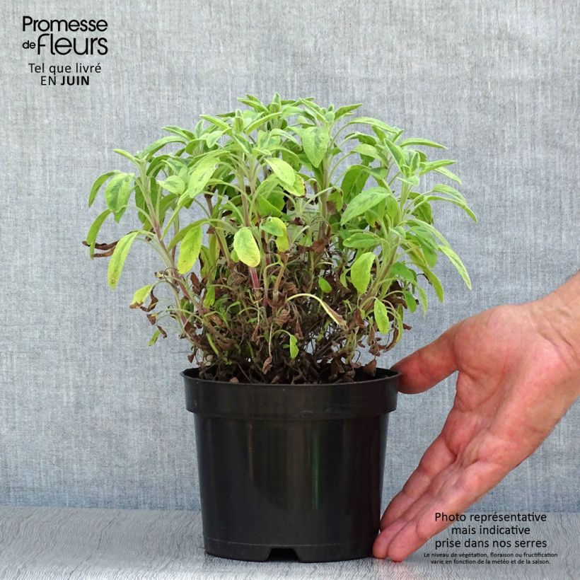 Exemplaar van Echte salie Icterina Pot van 1,5 l/2 l zoals geleverd in de zomer