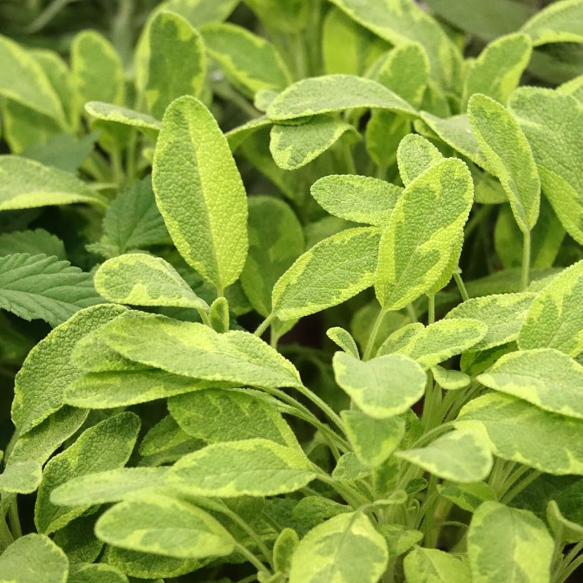 Echte salie Icterina (Blad)