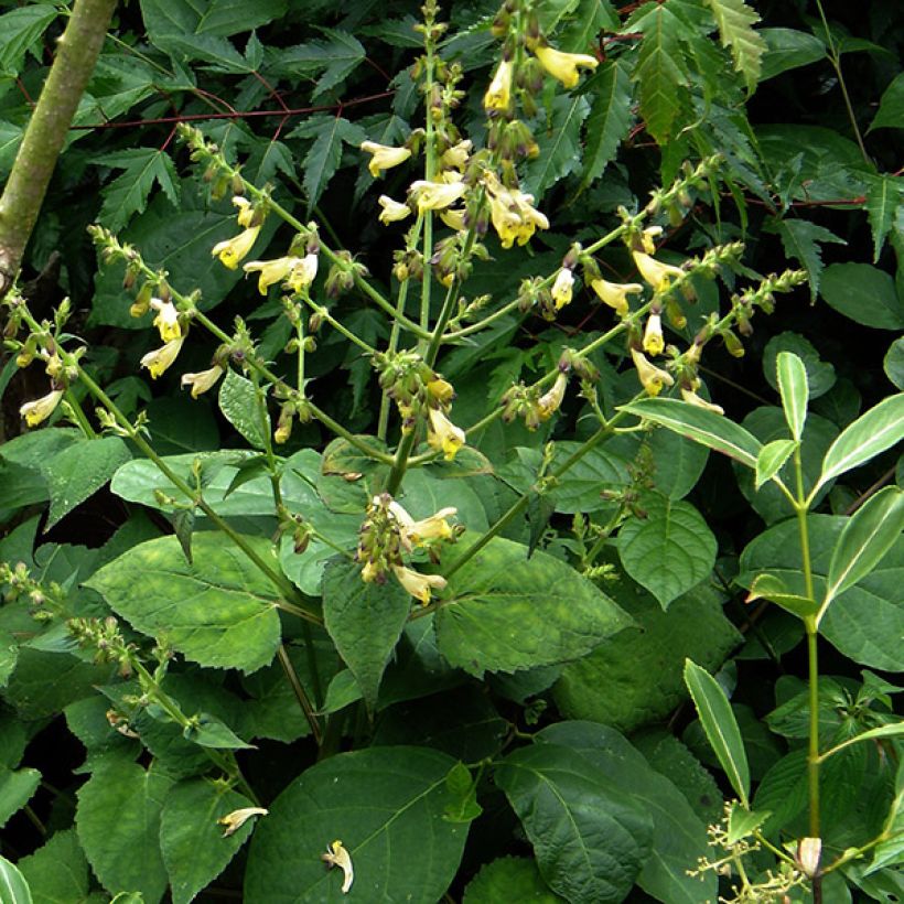 Salvia omeiana - Siersalie (Groeiplaats)
