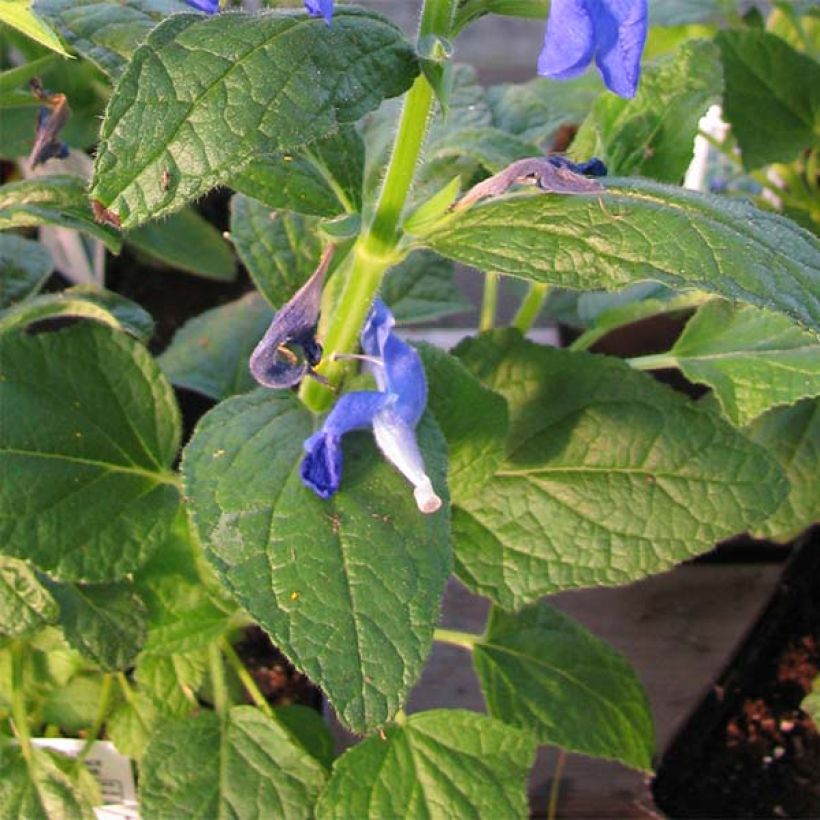 Salvia patens Royal Blue - Blauwe salie (Blad)