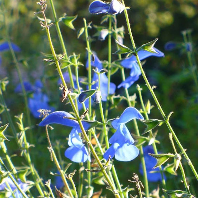 Salvia patens Royal Blue - Blauwe salie (Bloei)