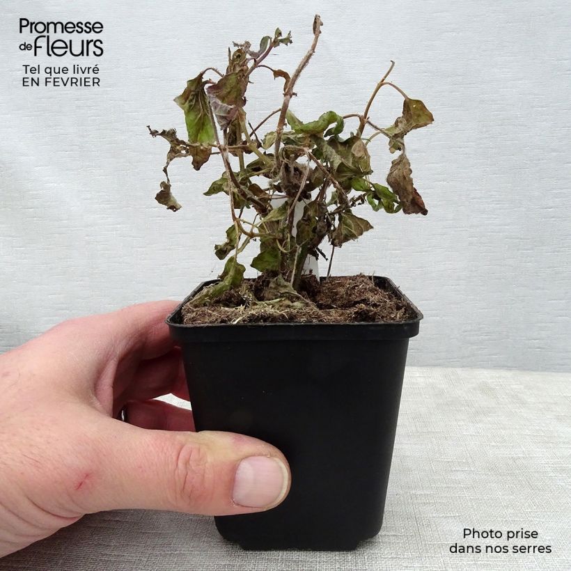 Exemplaar van Salvia patens White Trophy - Blauwe salie Kweekpotje van 8/9 cm zoals geleverd in de winter