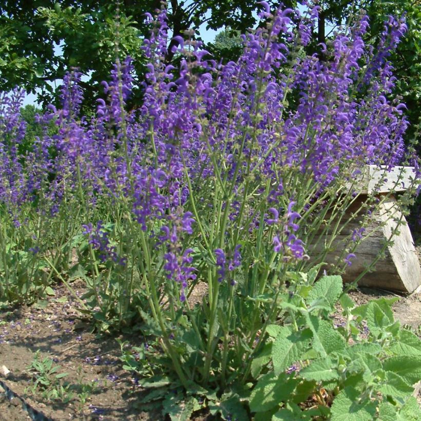 Salvia pratensis - Veldsalie (Groeiplaats)