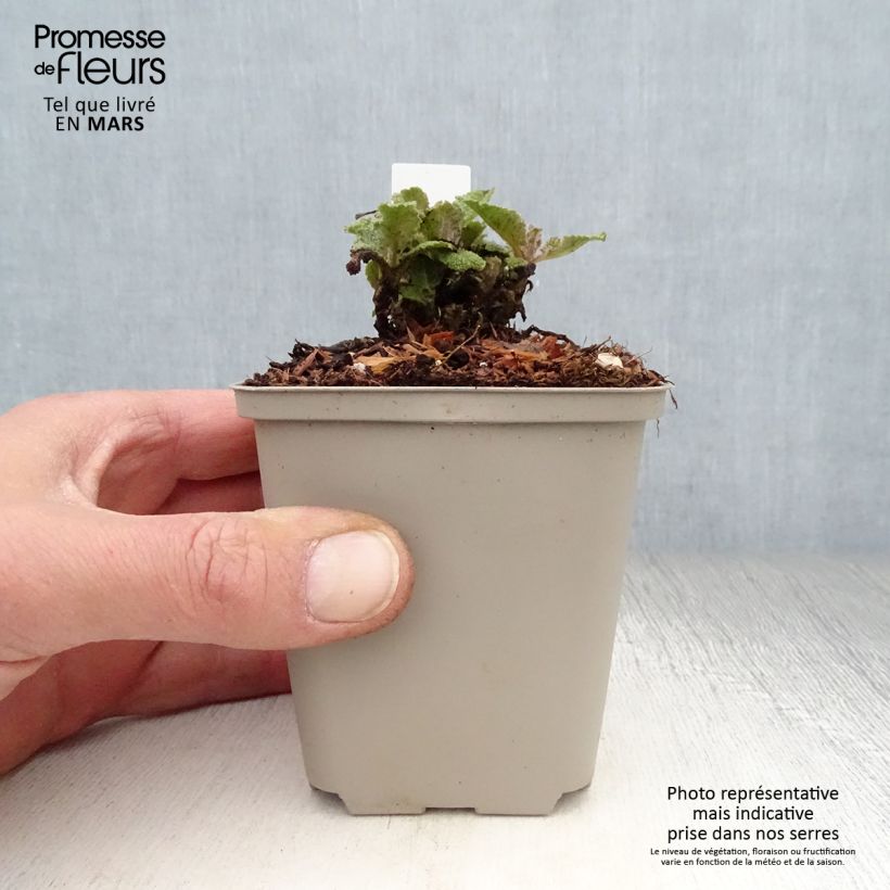 Exemplaar van Salvia pratensis Eveline - Veldsalie Kweekpotje van 8/9 cm zoals geleverd in de lente