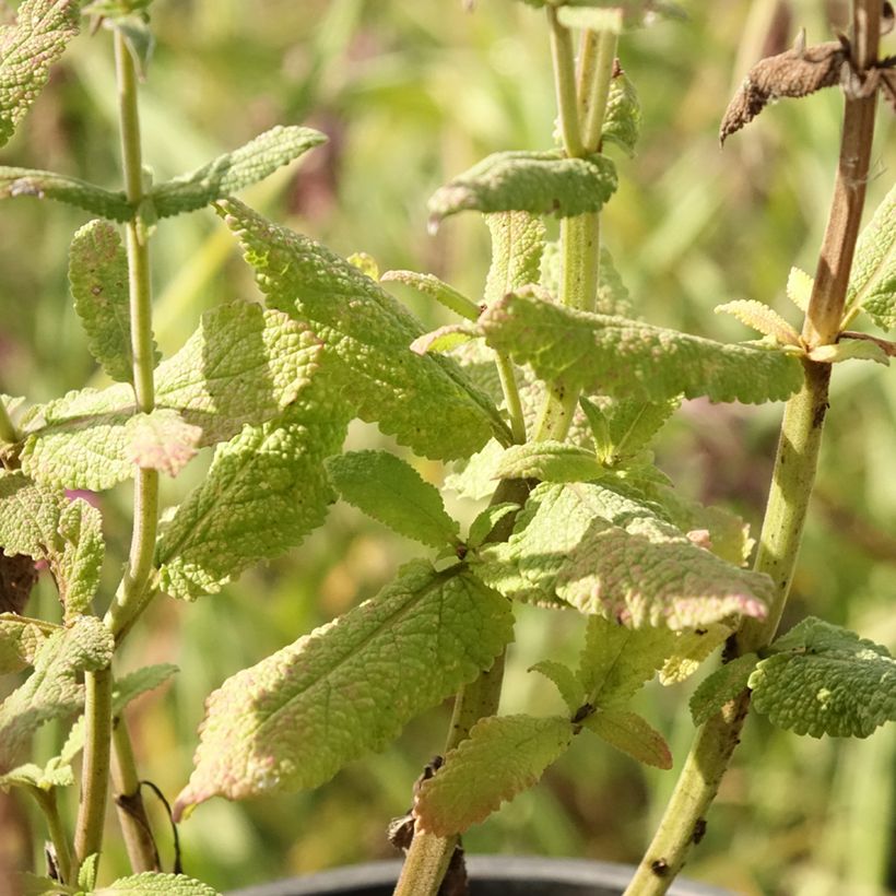 Salvia pratensis Lyrical Blues - Veldsalie (Blad)