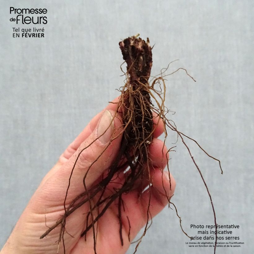 Exemplaar van Salvia pratensis Lyrical Blues - Veldsalie Naakte wortel zoals geleverd in de winter