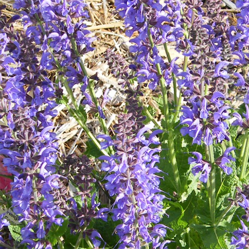Salvia sylvestris Rhapsody in Blue - Bossalie (Bloei)