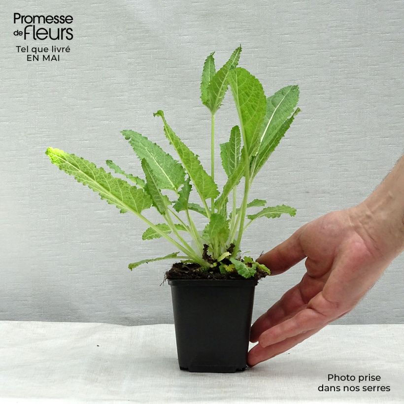 Exemplaar van Salvia pratensis - Veldsalie Kweekpotje van 8/9 cm zoals geleverd in de lente