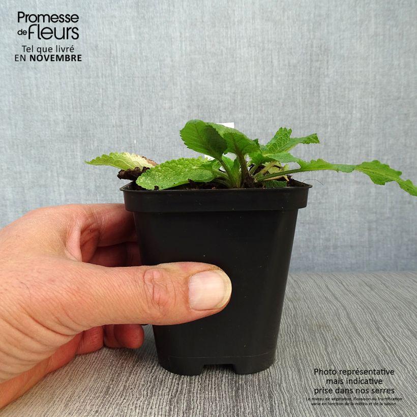 Exemplaar van Salvia pratensis - Veldsalie Kweekpotje van 8/9 cm zoals geleverd in de herfst