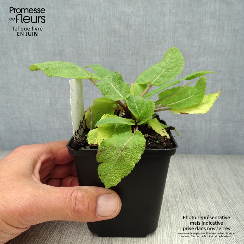 Exemplaar van Salvia pratensis - Veldsalie Kweekpotje van 8/9 cm zoals geleverd in de zomer