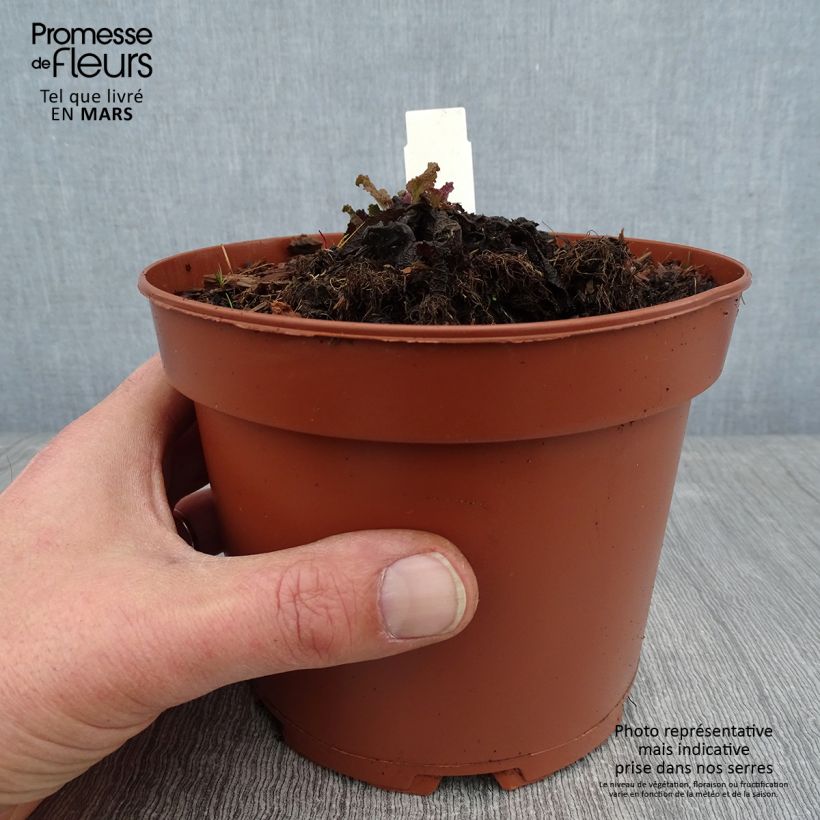 Exemplaar van Salvia pratensis - Veldsalie Pot van 2 l/3 l zoals geleverd in de winter