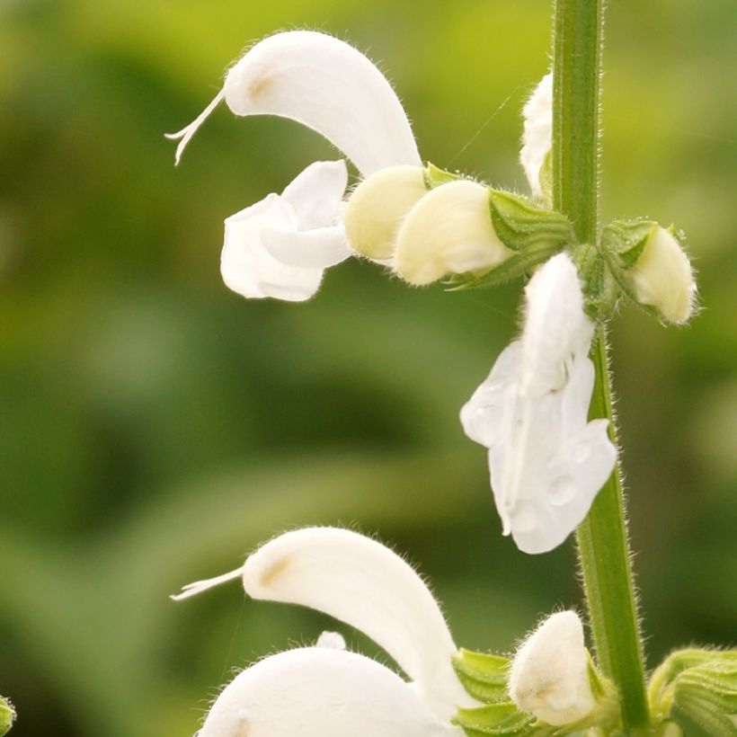 Salvia pratensis Swan Lake - Veldsalie (Bloei)