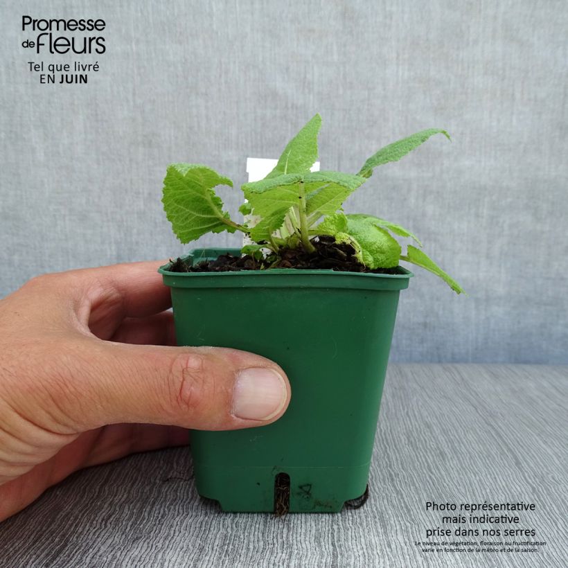 Exemplaar van Salvia pratensis Swan Lake - Veldsalie Kweekpotje van 8/9 cm zoals geleverd in de zomer