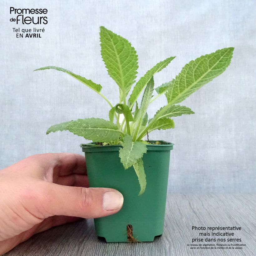 Exemplaar van Salvia pratensis Swan Lake - Veldsalie Kweekpotje van 8/9 cm zoals geleverd in de lente
