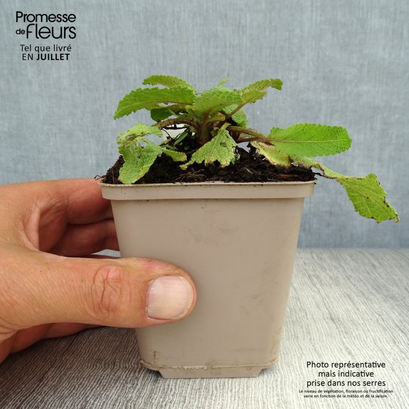 Exemplaar van Salvia pratensis Twilight Serenade - Veldsalie Kweekpotje van 8/9 cm zoals geleverd in de zomer