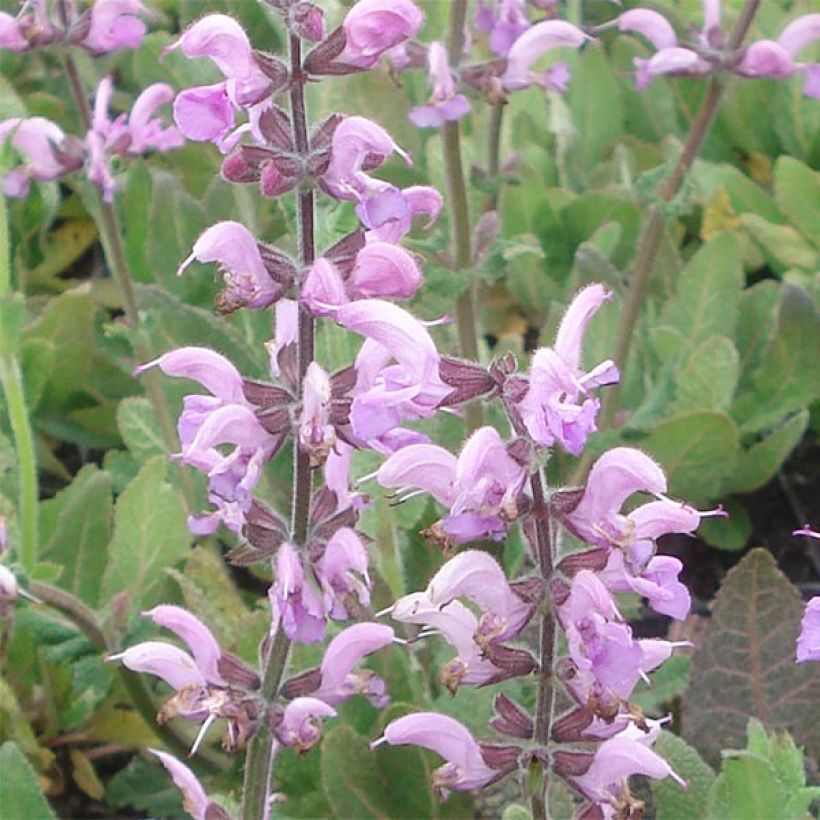 Salvia pratensis Eveline - Veldsalie (Bloei)
