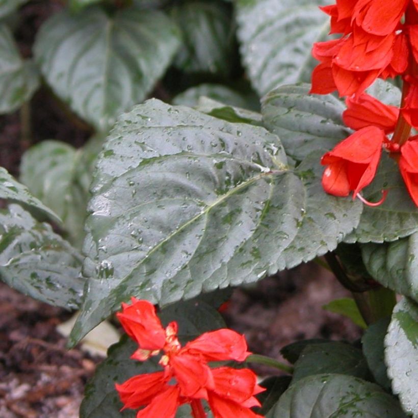 Salvia splendens Carambita - Vuursalie (Blad)
